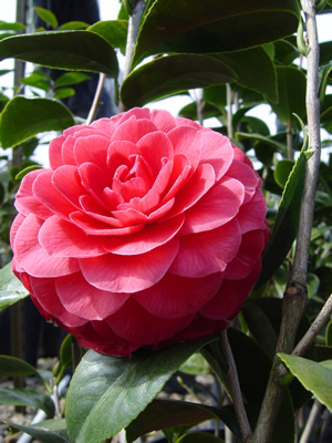 Camelia Japonica